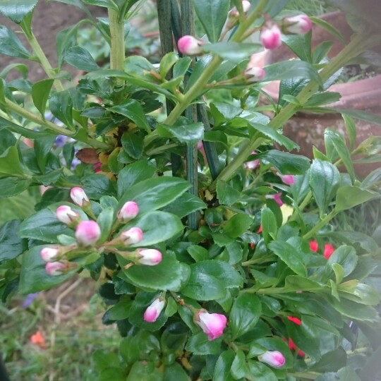 Plant image Escallonia rubra var. macrantha 'Crimson Spire'