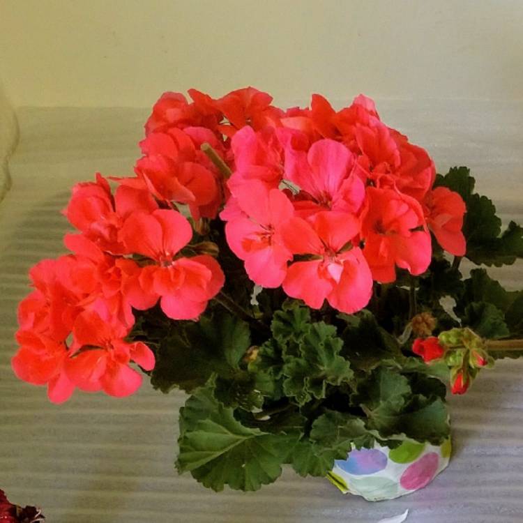 Plant image Pelargonium 'Savannah Hot Pink Sizzle' (Savannah Series)