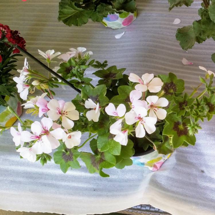 Plant image Pelargonium 'Patriot White' (Patriot Series)