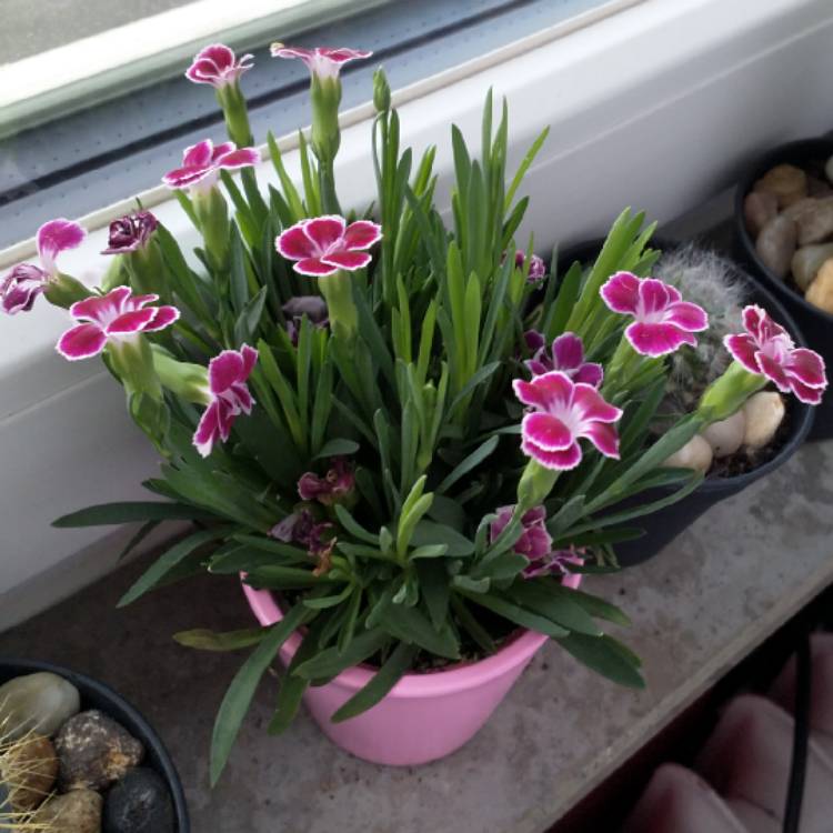 Plant image Dianthus 'Oscar' (Series)