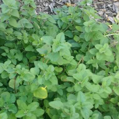 Oregano 'Rosenkuppel'