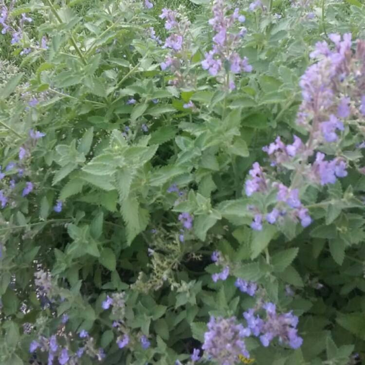 Plant image Nepeta x faassenii