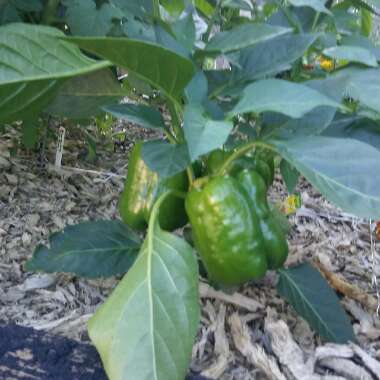 Sweet Pepper 'Californian Wonder'