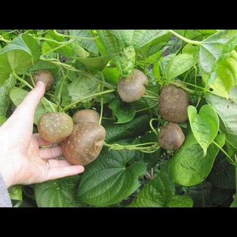 Plant image Dioscorea bulbifera