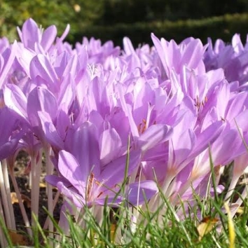 Plant image Colchicum autumnale