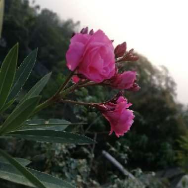 Oleander