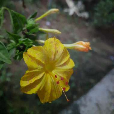 Mirabilis jalapa