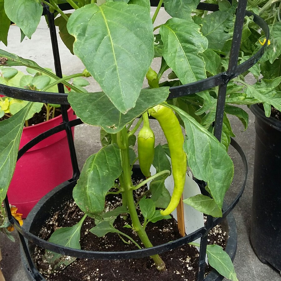 Plant image Capsicum 'Sweet Banana'