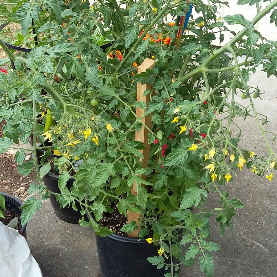 Tomato 'Roma'