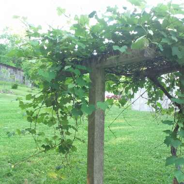 Grape Vine