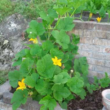 Spaghetti Squash