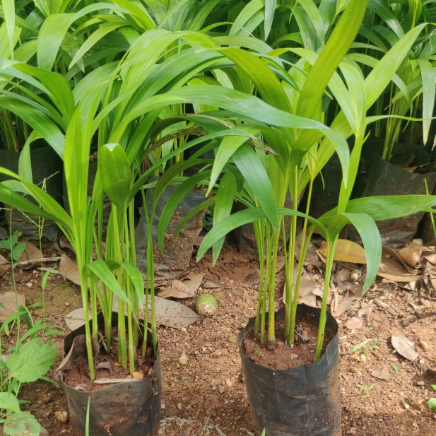 Plant image Dypsis lutescens