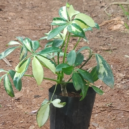 Schefflera