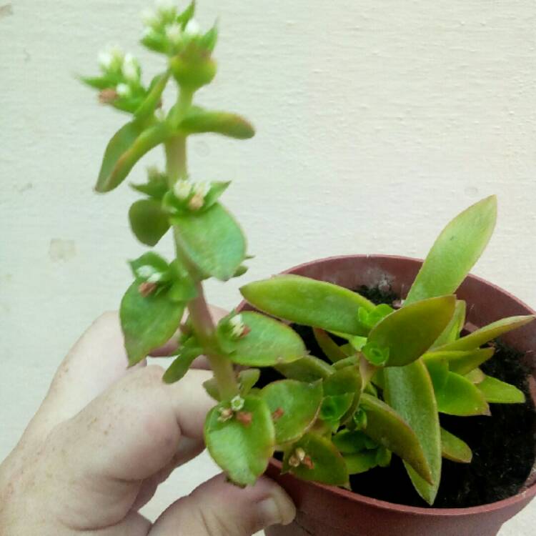 Plant image Crassula coccinea Variegated