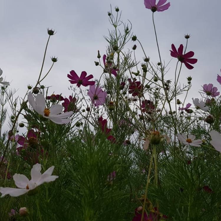 Plant image Cosmos bipinnatus 'Dazzler'