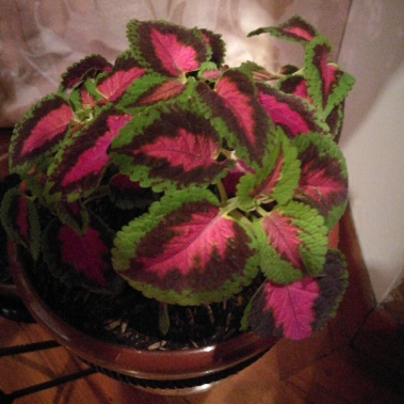 Plant image Plectranthus scutellarioides 'Gator Glory'