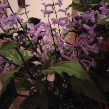 Plectranthus 'Mona Lavender'