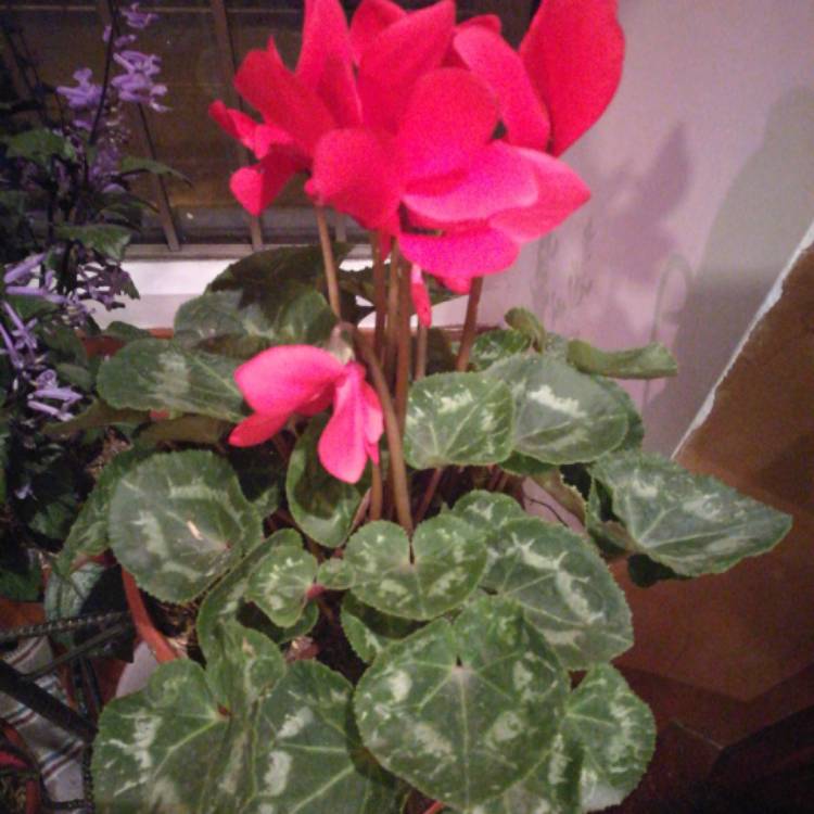 Plant image Cyclamen persicum