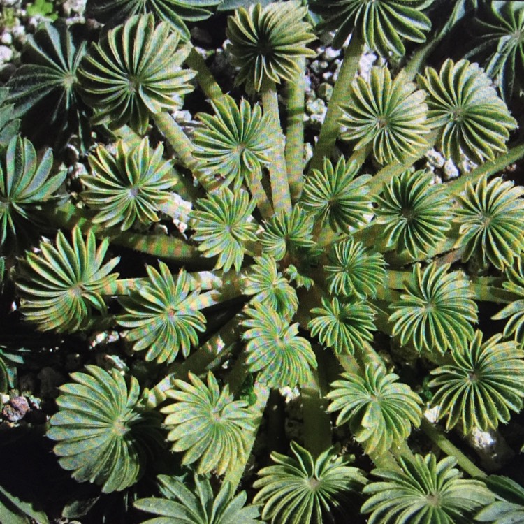 Plant image Oxalis palmifrons