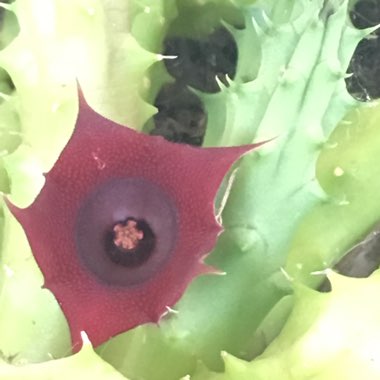 Huernia Schneideriana