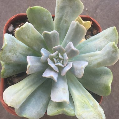 Echeveria Runyonii var. Topsy Turvy