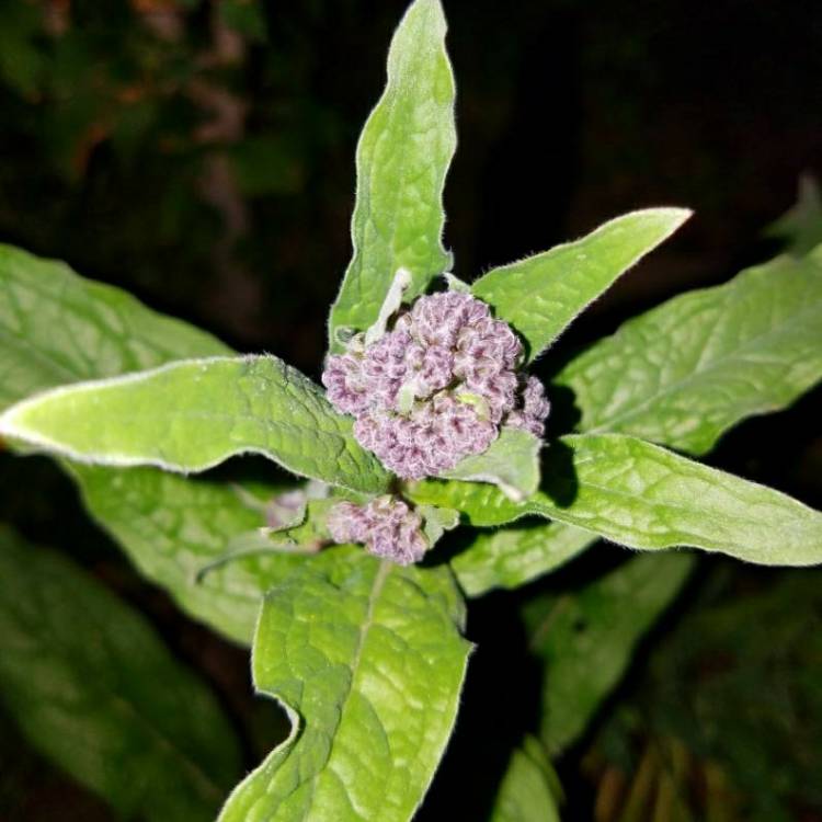 Plant image Cynoglossum amabile