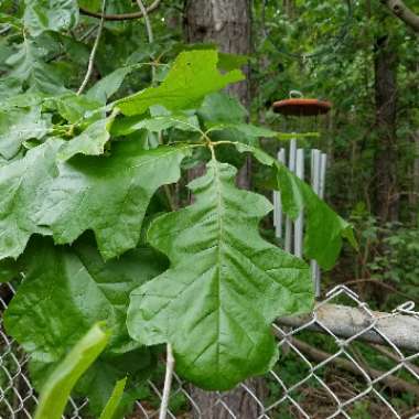 Terri's garden