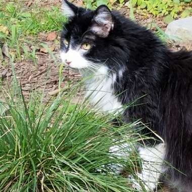 Tufted hair grass