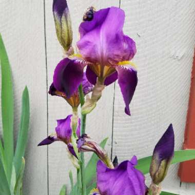 Bearded Iris 'Black Dragon' (Tall)