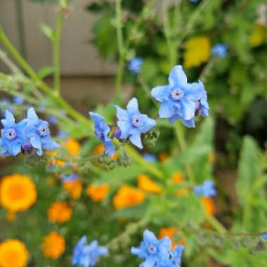 Chinese Forget-Me-Not