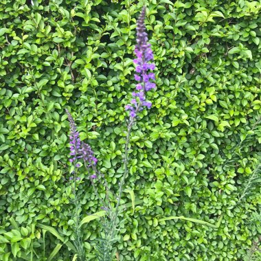 Purple Toadflax