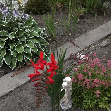 Montbretia 'Lucifer'