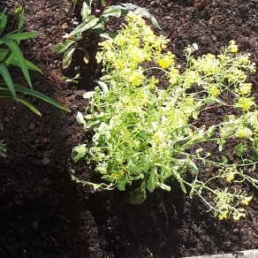 Plant image Aurinia saxatilis  syn. Alyssum saxatile