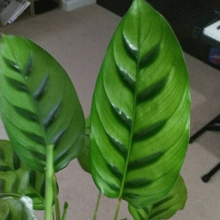 Plant image Calathea Concinna Freddie