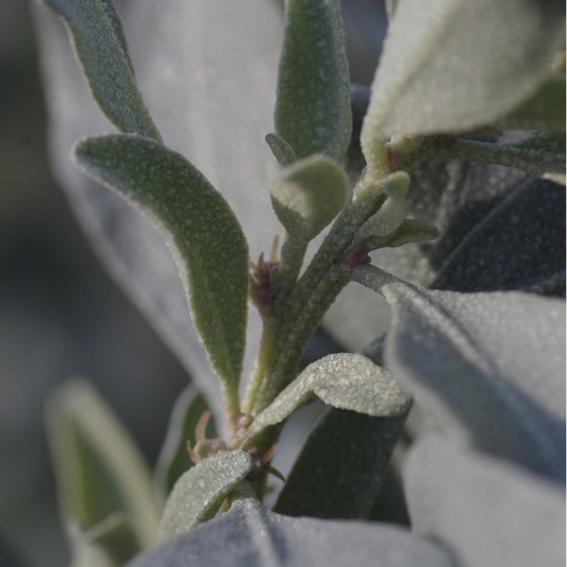 Plant image Atriplex nummularia