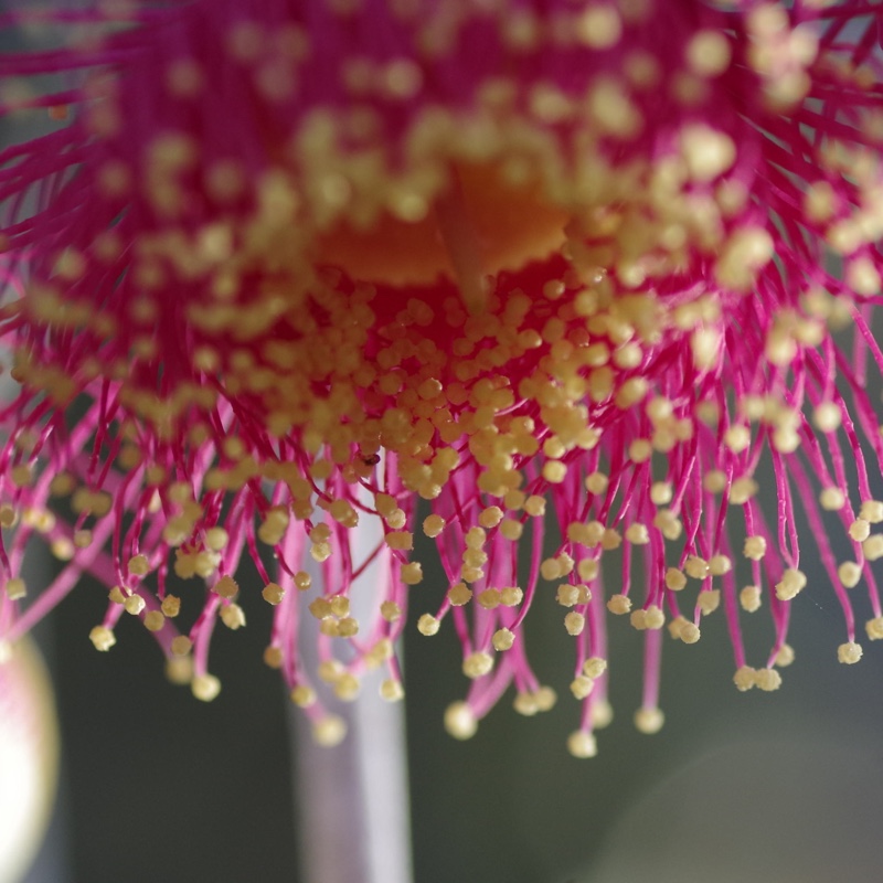 Plant image Eucalyptus caesia 'Silver Princess'