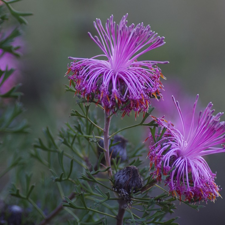 Plant image Isopogon dubius