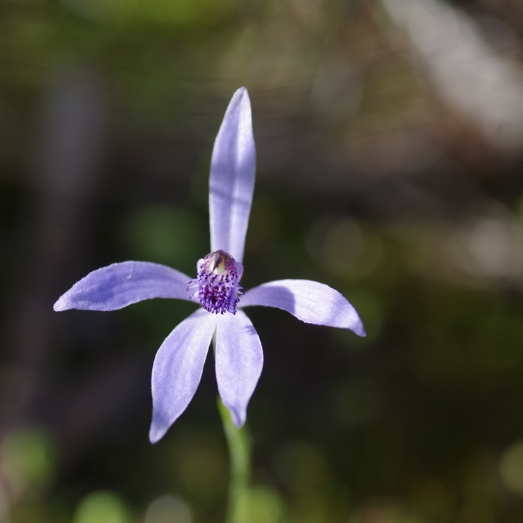 plant image 199733