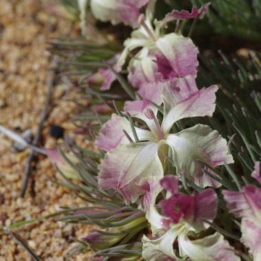 Lechenaultia Macrantha