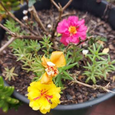 Portulaca 'Everbloom (Mix)