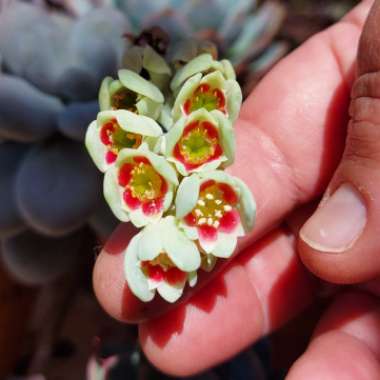 Pachyphytum 'Moonstones'