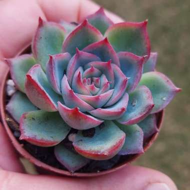 Echeveria 'Silhouette'