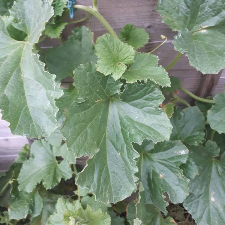 Plant image Cucurbita Maxima 'Buttercup'