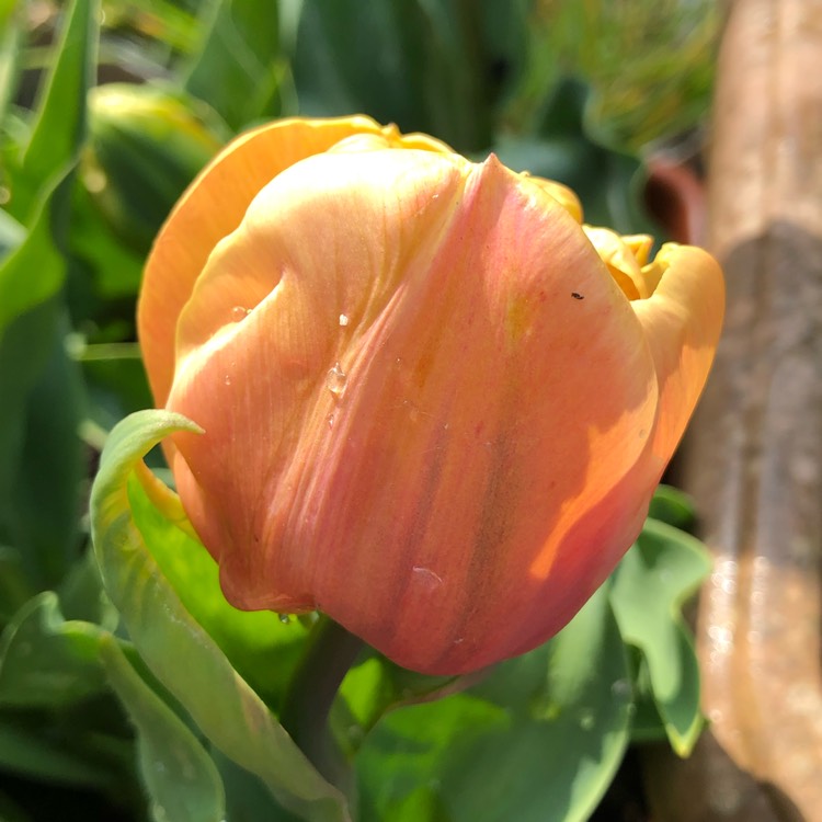 Plant image Tulipa 'Orange Princess'