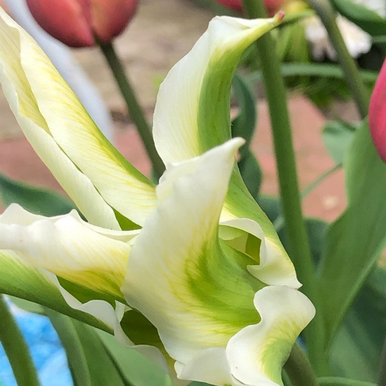 Plant image Tulipa 'Exotic Emperor'