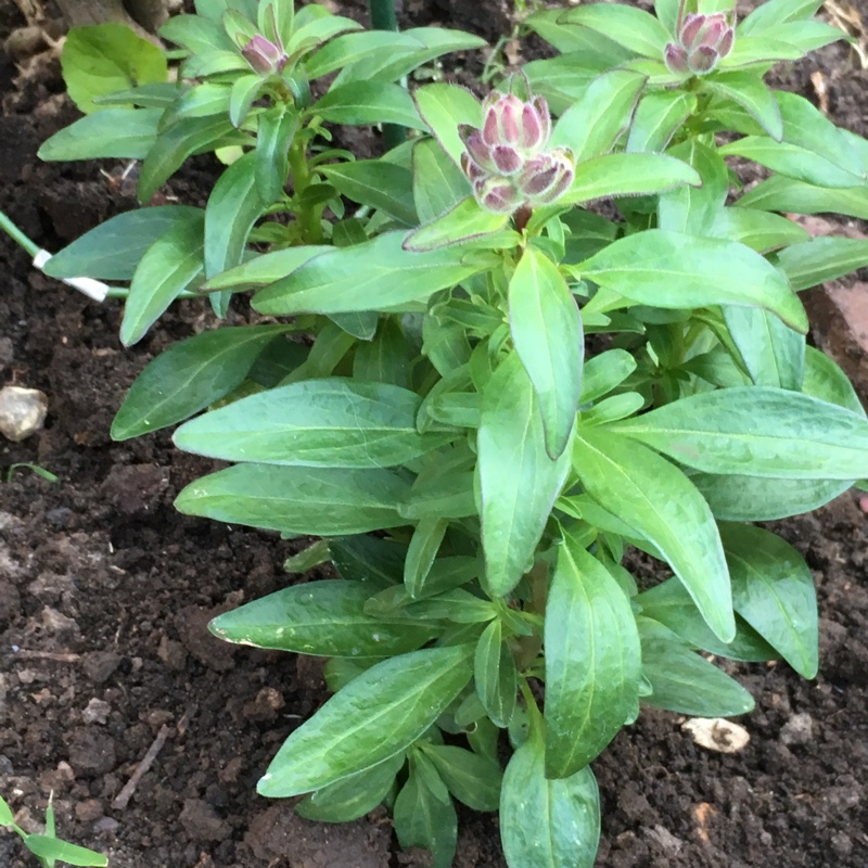 Plant image Antirrhinum 'Antirinca Bronze Apricot' (Antirinca Series)