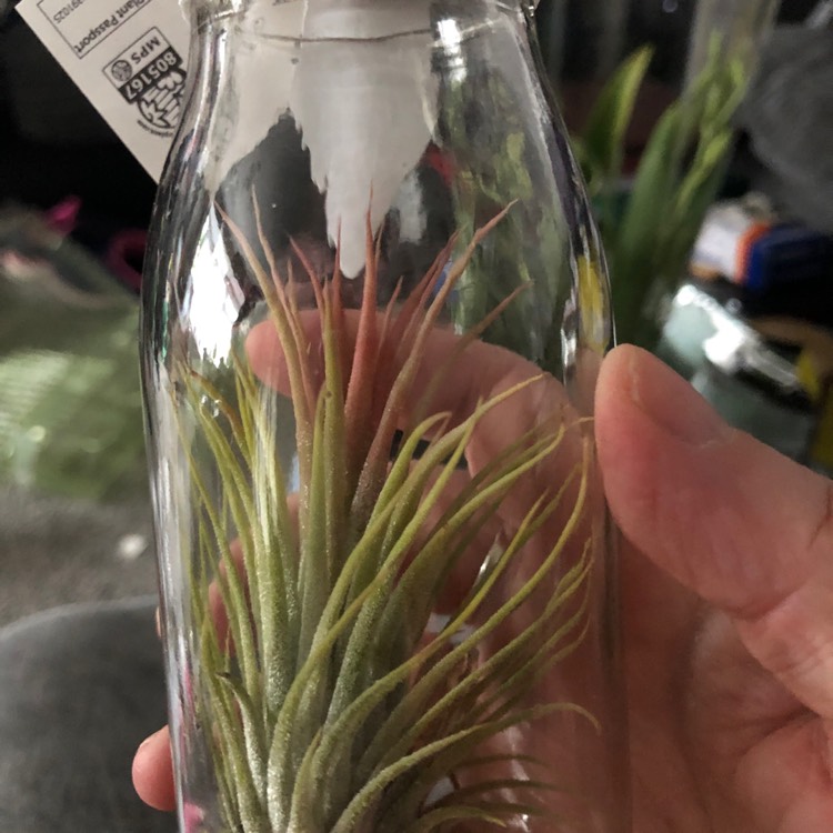 Plant image Tillandsia ionantha 'Fuego'