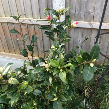 Camellia x williamsii 'Anticipation'