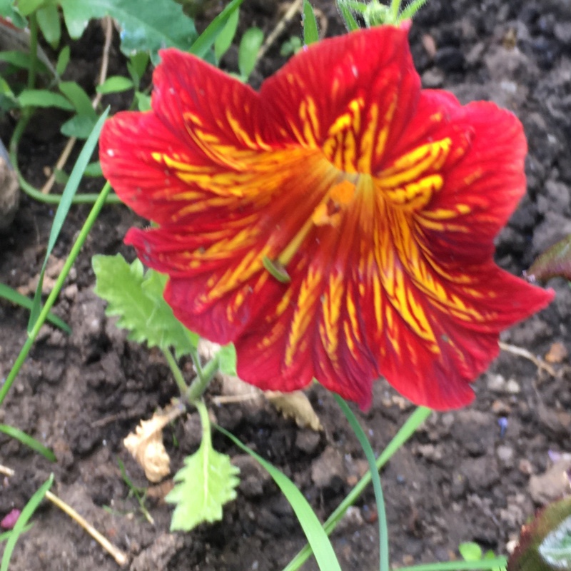 Plant image Salpiglossis sinuata 'Royale Mixed' (Mix)