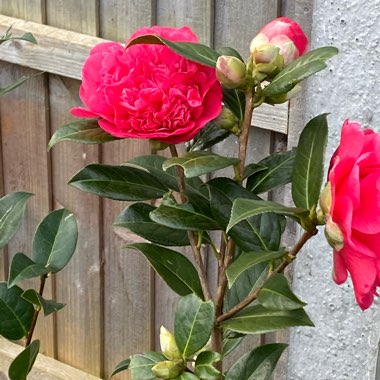 Camellia x williamsii 'Anticipation'